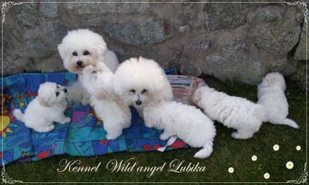 Babička Jessy_ mamička Annabel a 5 divokých anjelikov